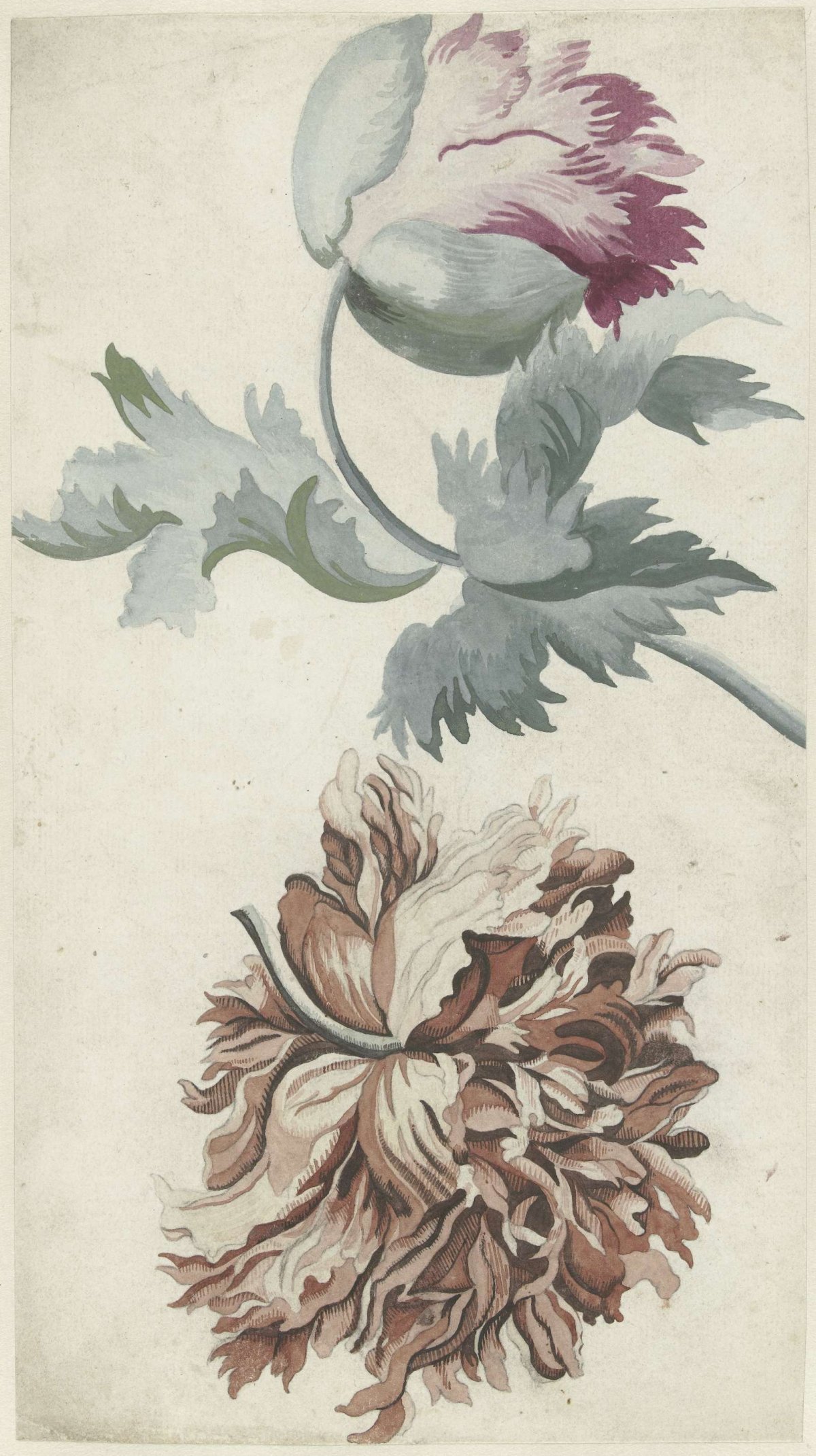 Papavers, Bernard Picart, 1683 - 1733