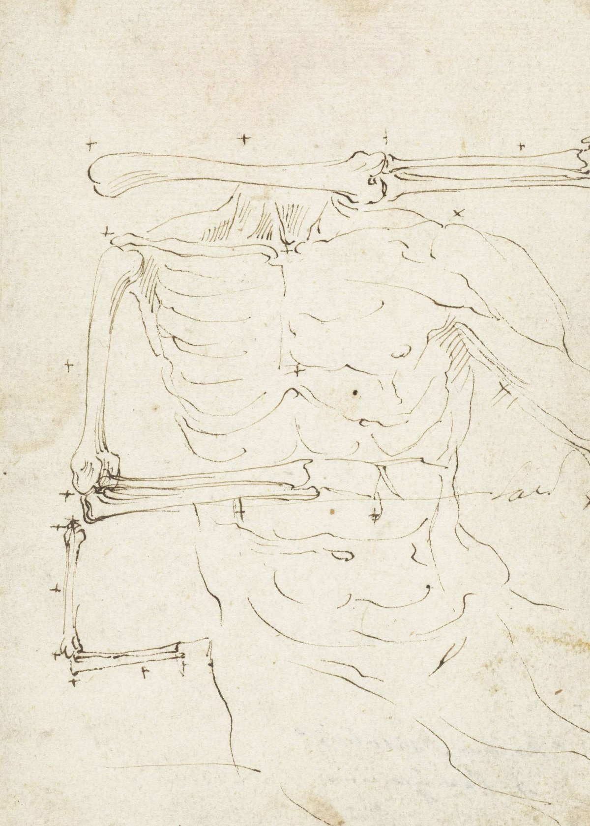 Study of a torso, anonymous, 1500 - 1599