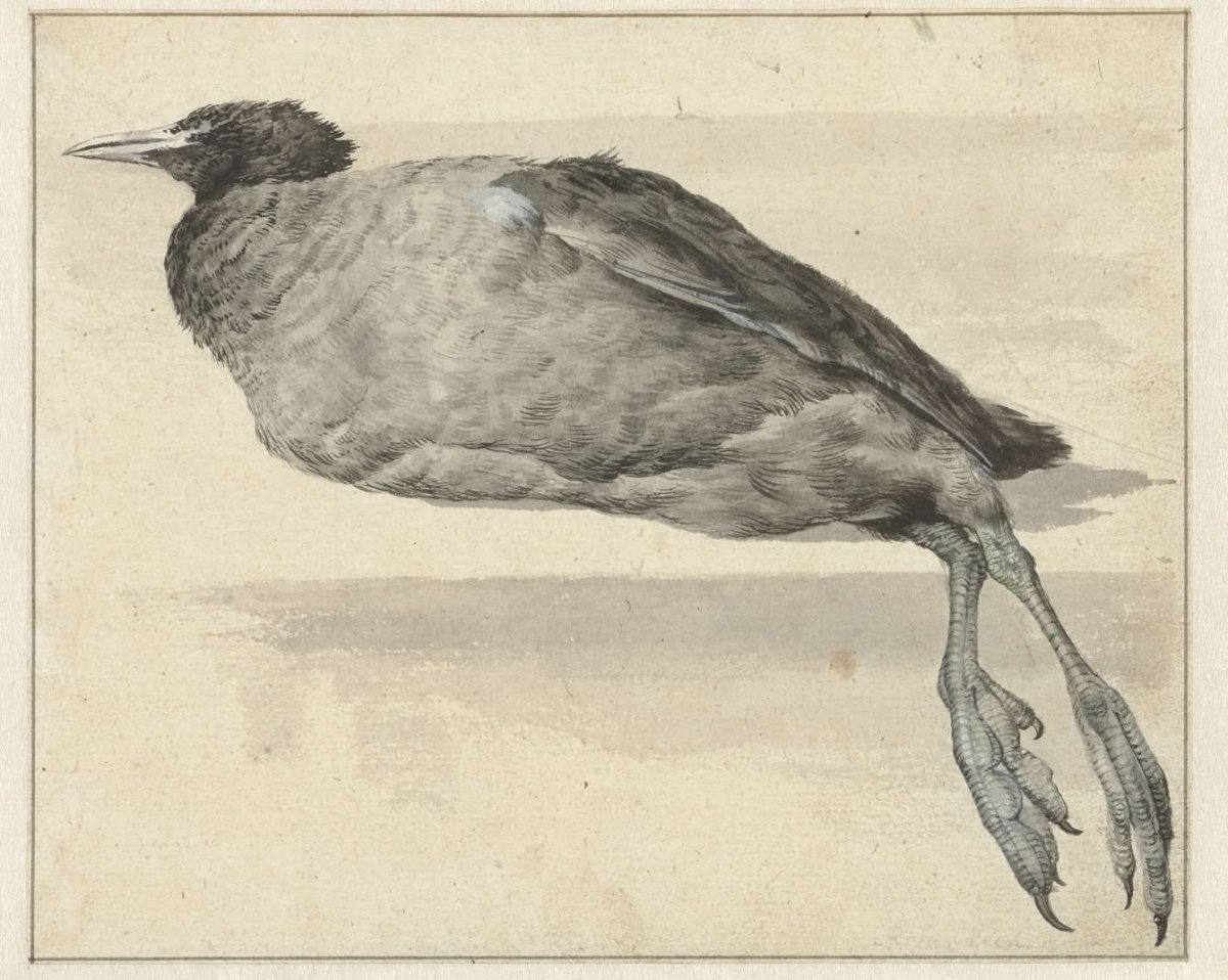Dode meerkoet, Rochus van Veen, 1649 - 1709