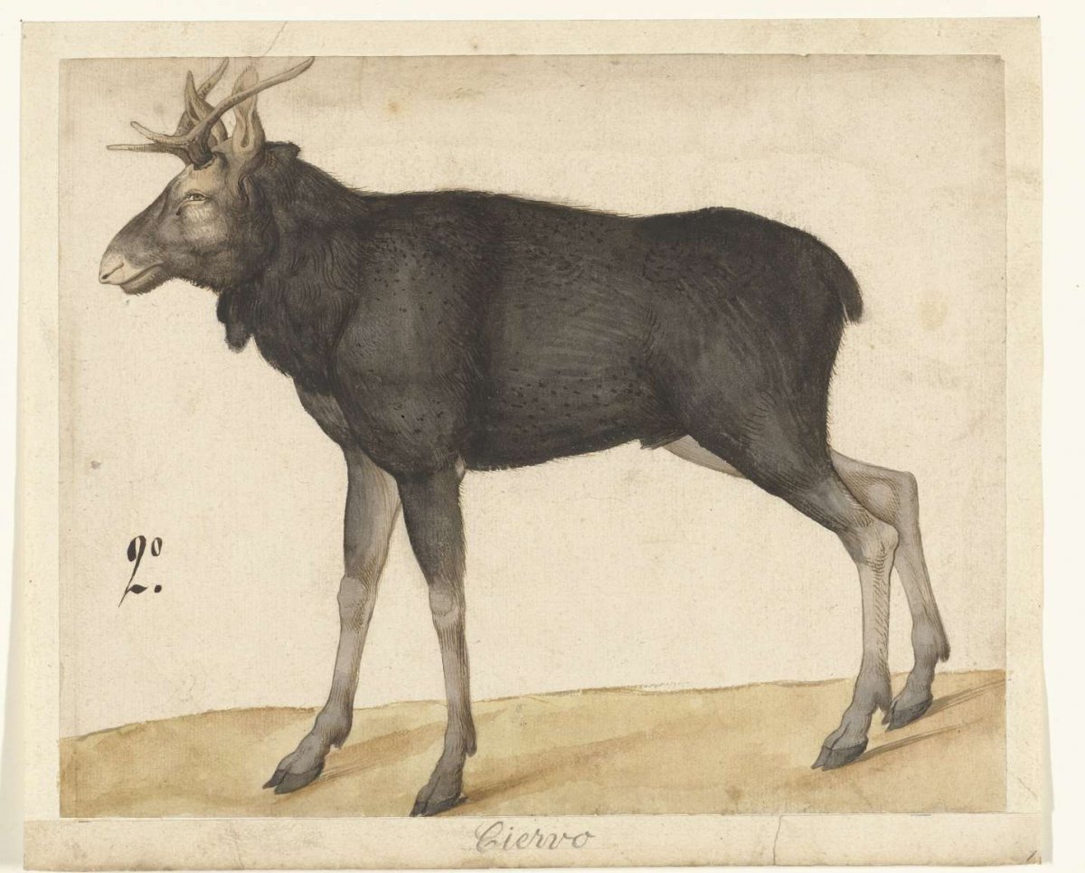 Eland, anonymous, 1550 - 1570