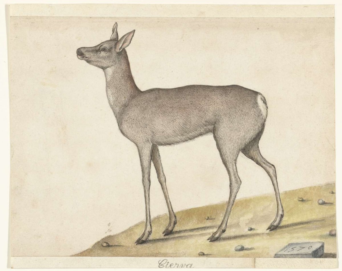 Roe Deer, anonymous, 1570