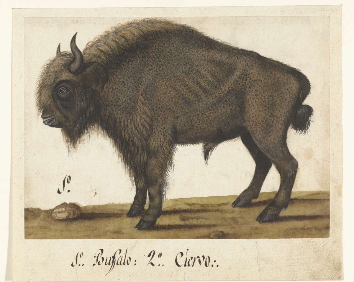 Album Sheet with a Bison, anonymous, c. 1550 - c. 1570