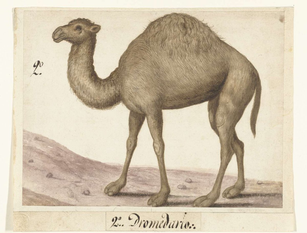 Dromedaris, anonymous, 1560 - 1585
