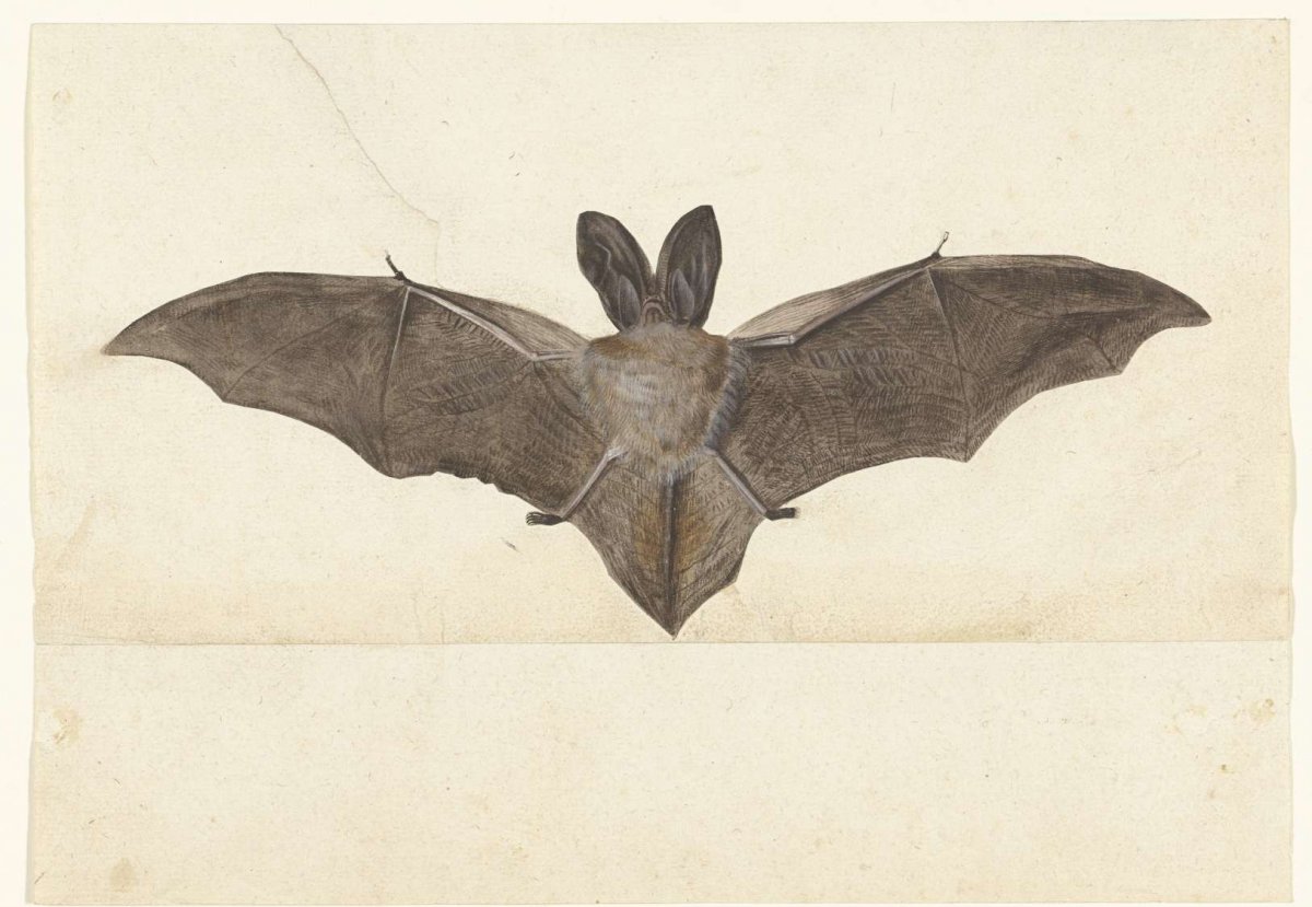 Grootoorvleermuis, anonymous, 1560 - 1585