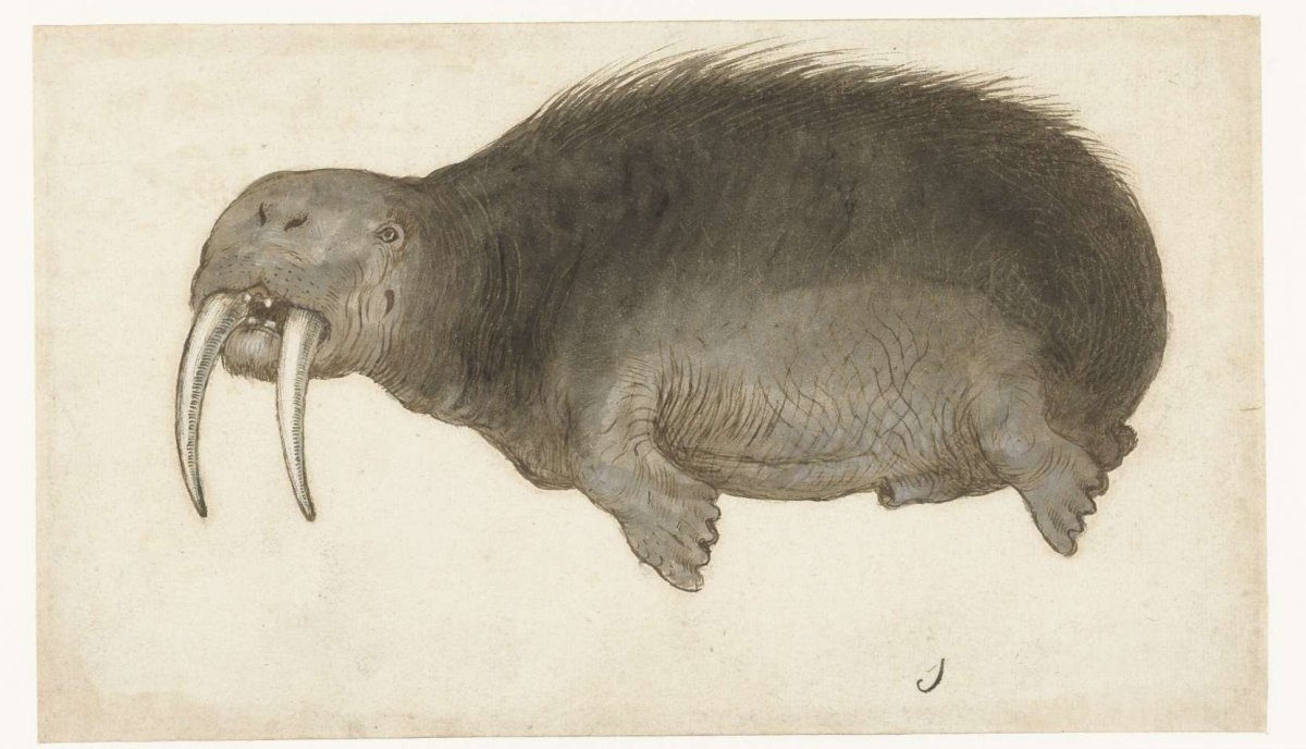 Walrus, anonymous, 1550 - 1570