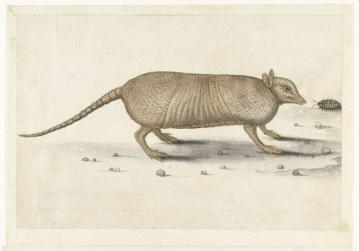 Gordeldier, anonymous, 1560 - 1585