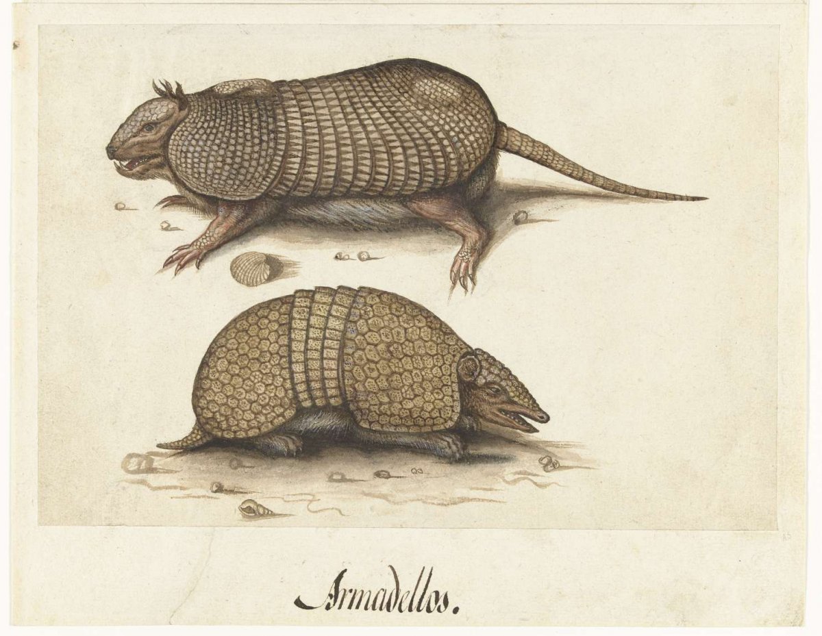 Album Sheet with Two Armadillos, Lambert Lombard, c. 1550 - c. 1570