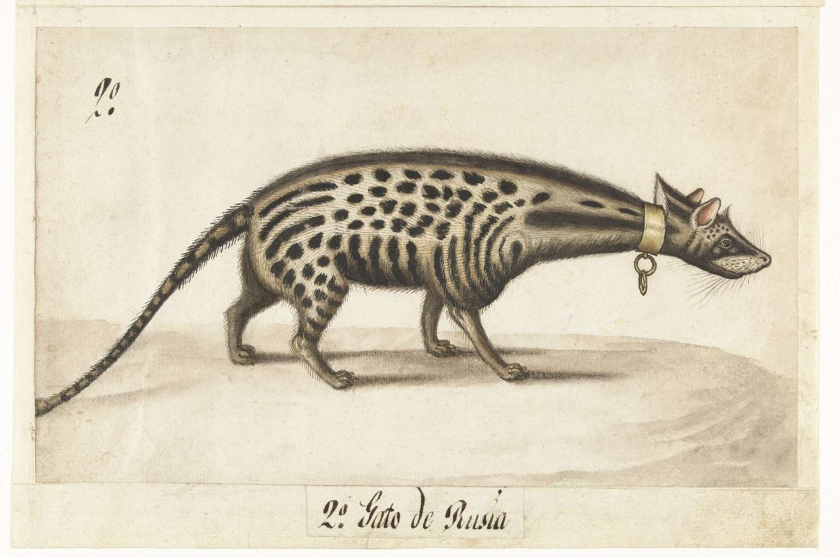 Album Sheet with a Civet, anonymous, c. 1572