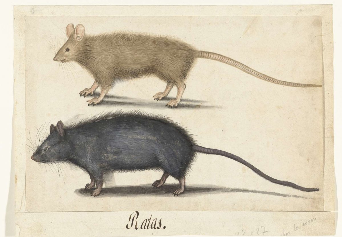 Mouse and Rat, anonymous, c. 1560