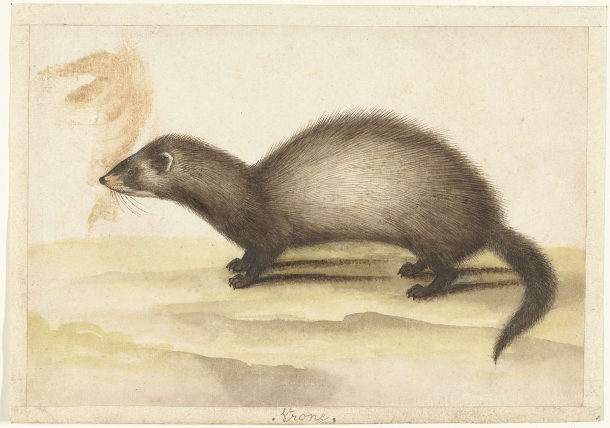 Bunzing, anonymous, 1560 - 1585