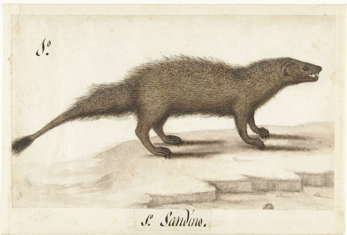 Egyptische ichneumon, anonymous, 1560 - 1585
