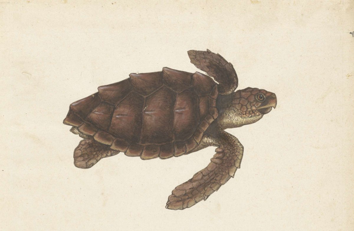 Zeeschildpad, anonymous, 1560 - 1585