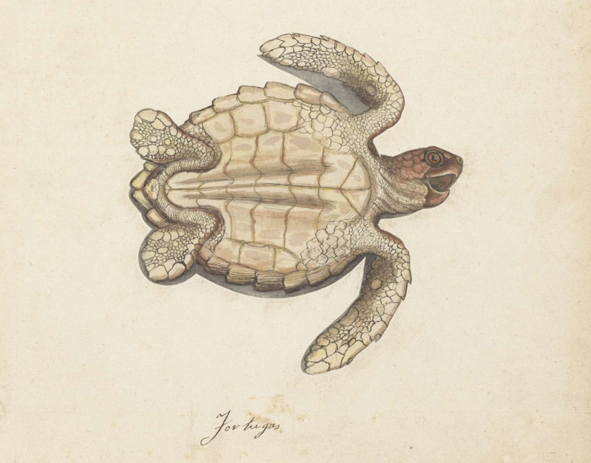 Zeeschildpad, anonymous, 1560 - 1585