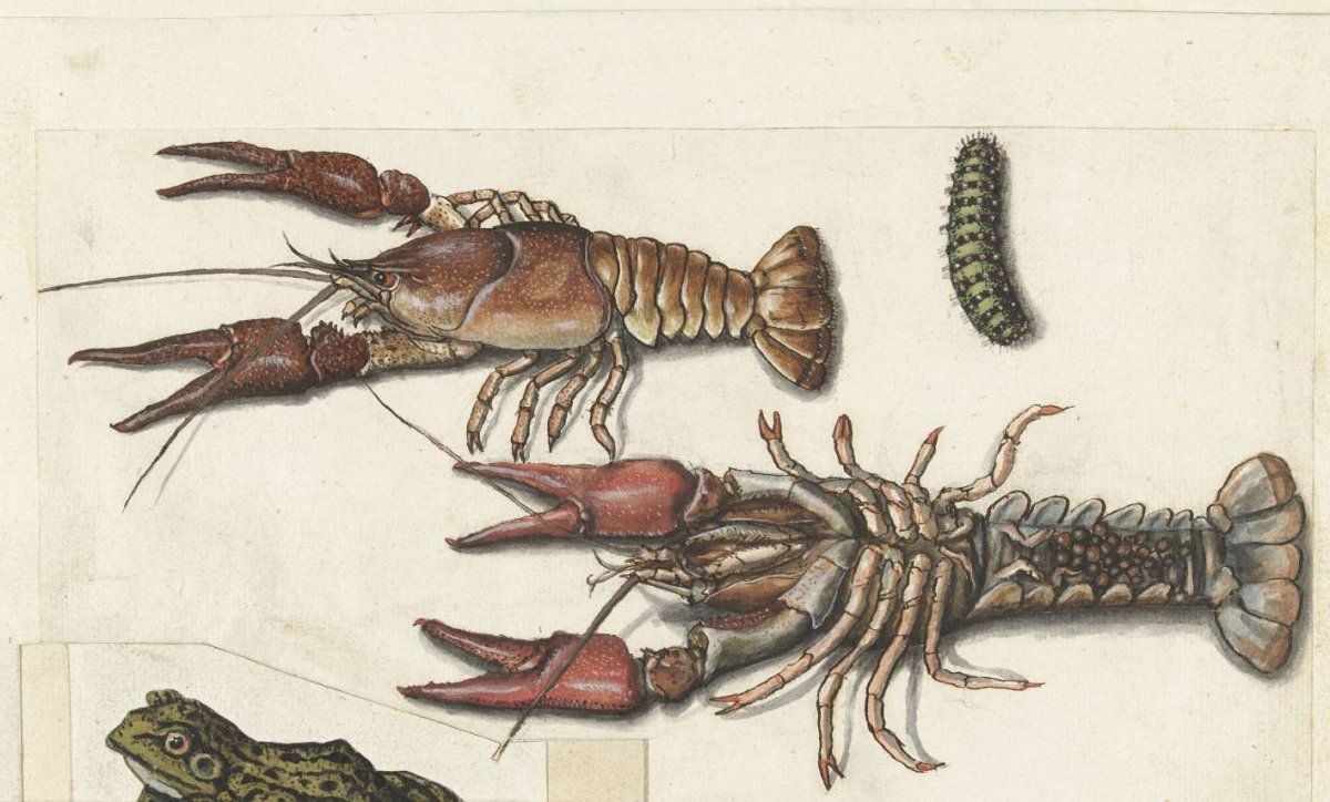 Two langoustines and a caterpillar, anonymous, 1560 - 1585