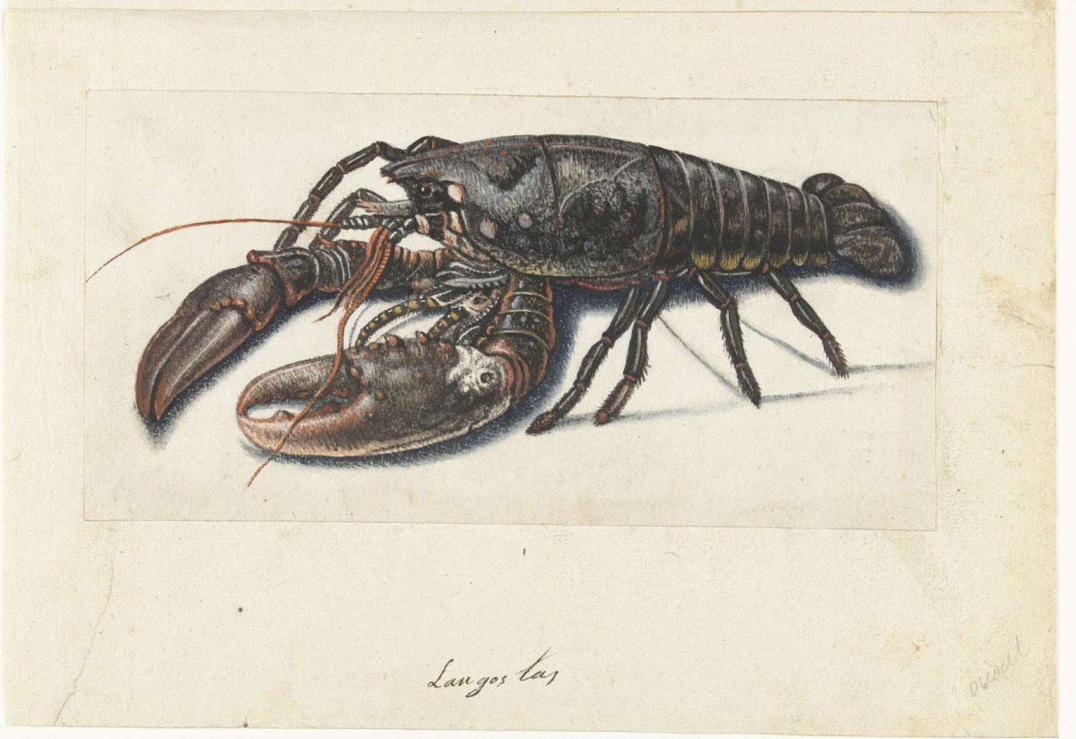 Zeekreeft, anonymous, 1560 - 1585