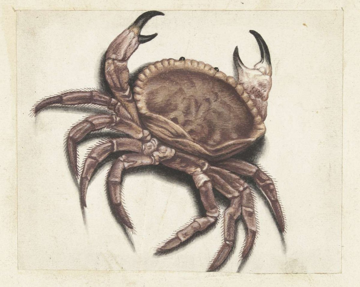 Zeekrab, anonymous, 1560 - 1585
