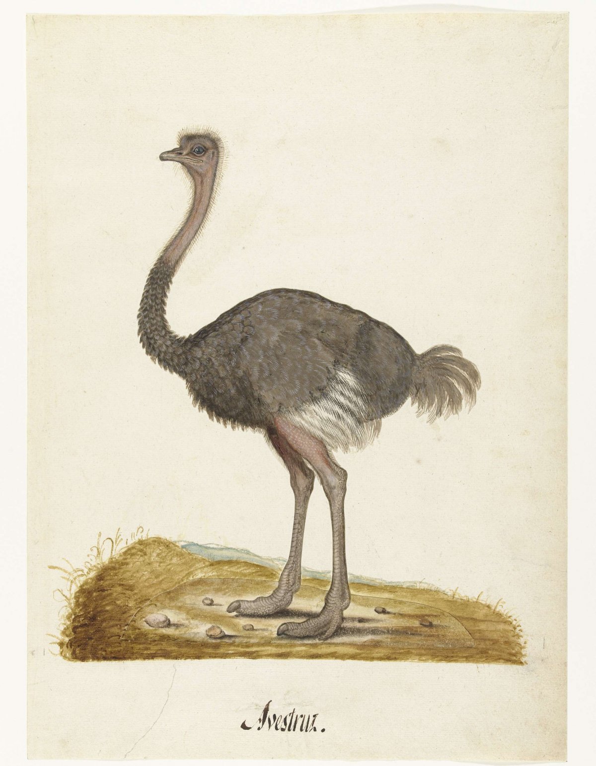 Album Sheet with an Ostrich, anonymous, 1550 - 1570