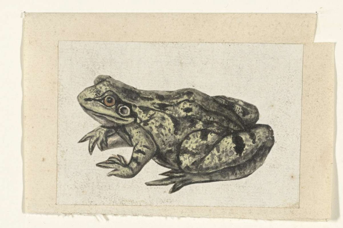 Kikker, anonymous, 1560 - 1585