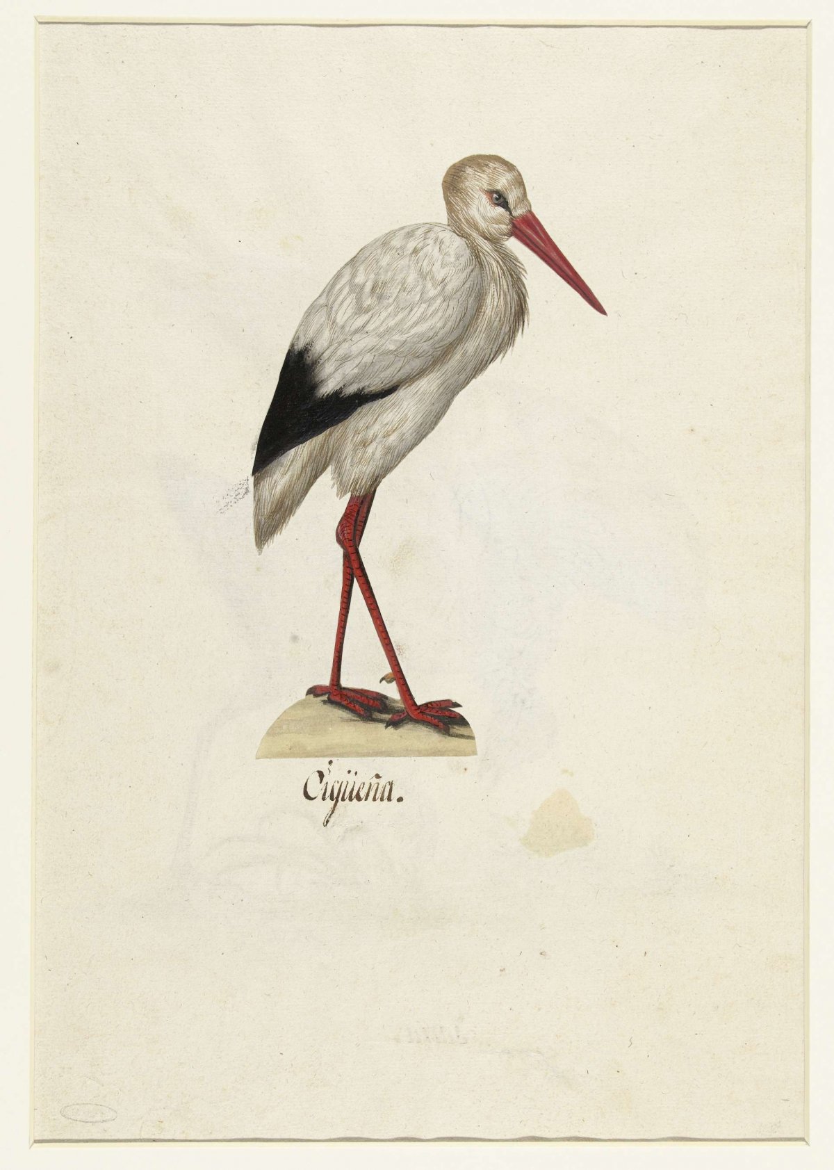 Ooievaar, anonymous, 1560 - 1585