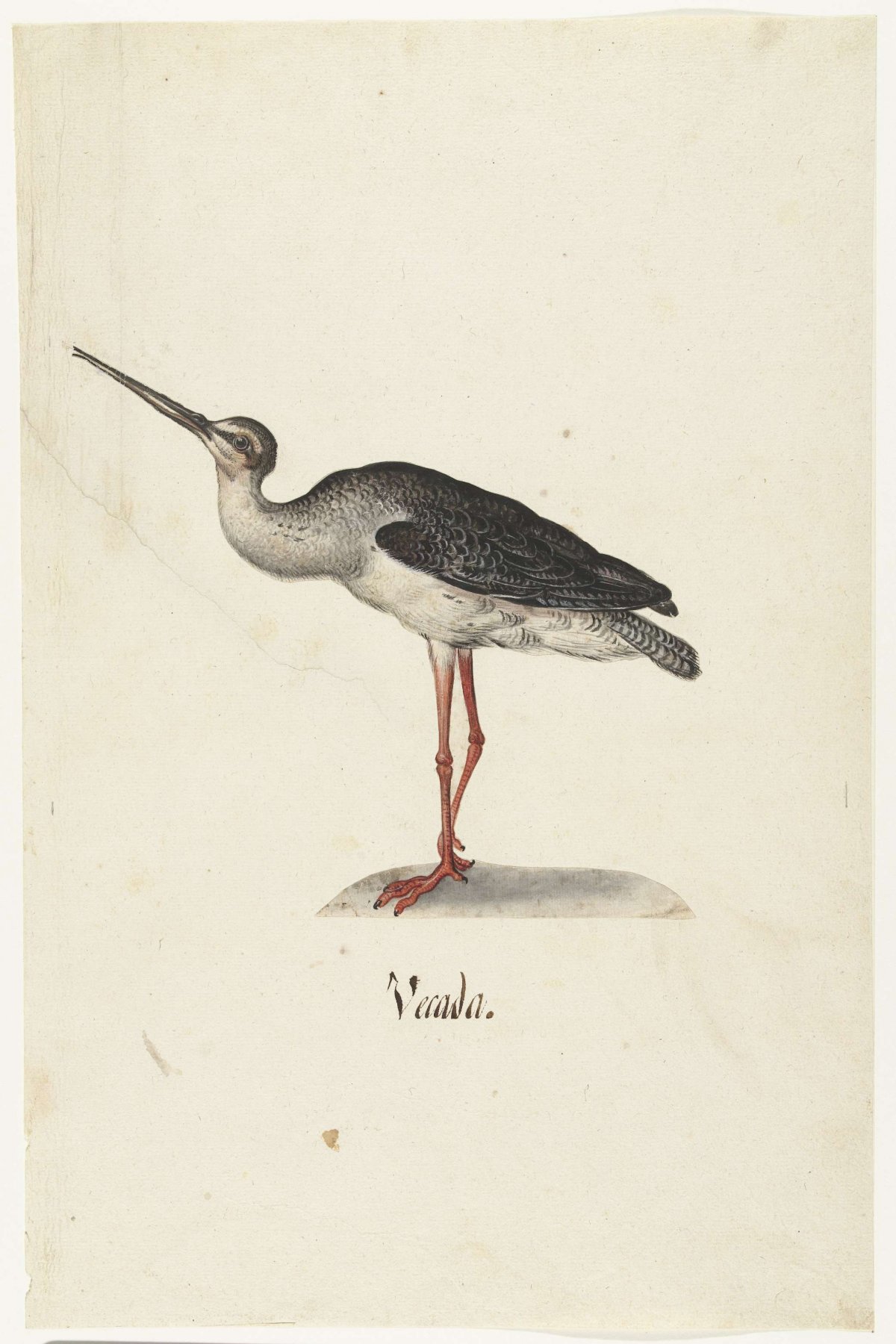 Zwarte Ruiter, anonymous, 1560 - 1585