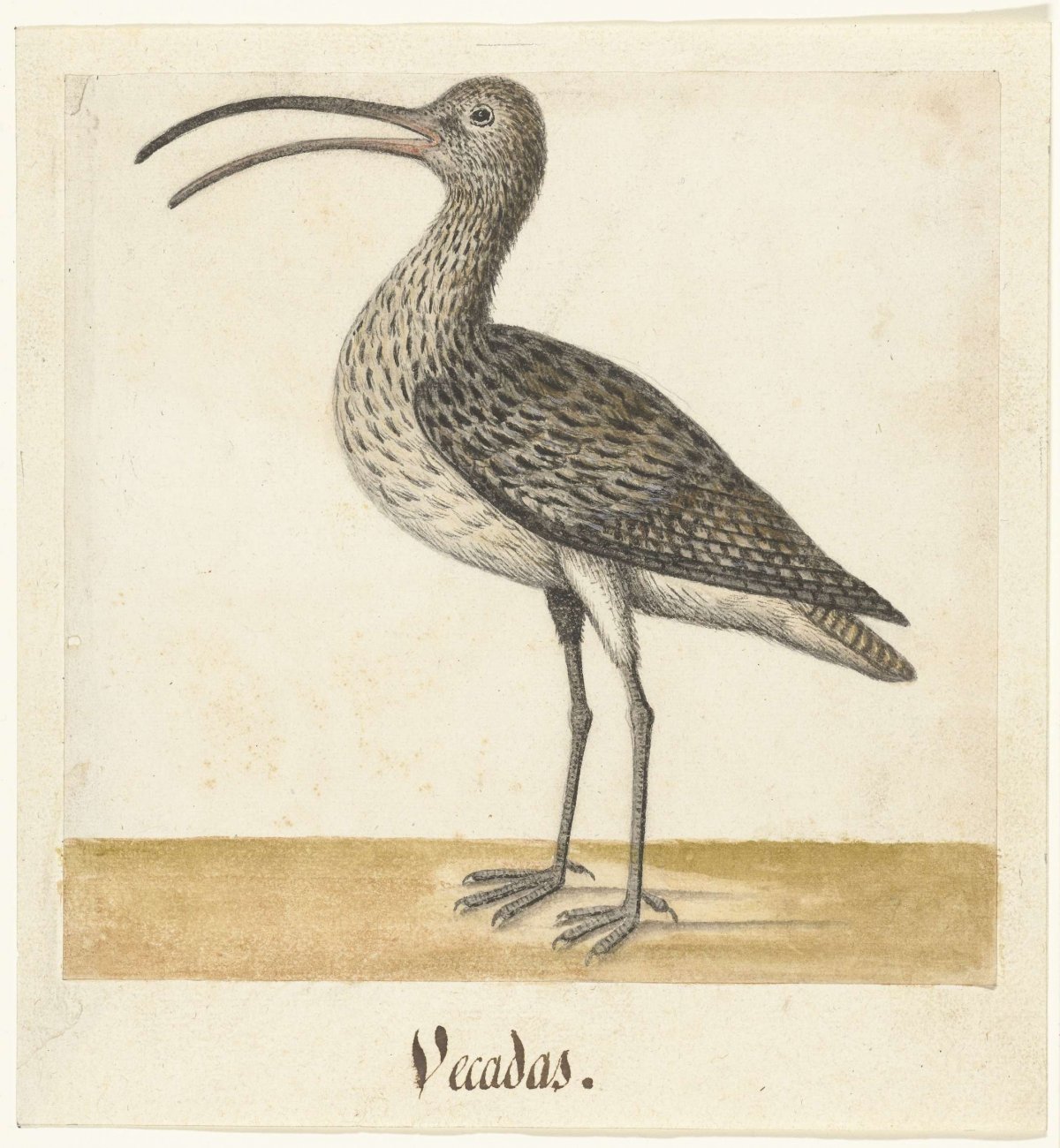 Wulp, anonymous, 1560 - 1585