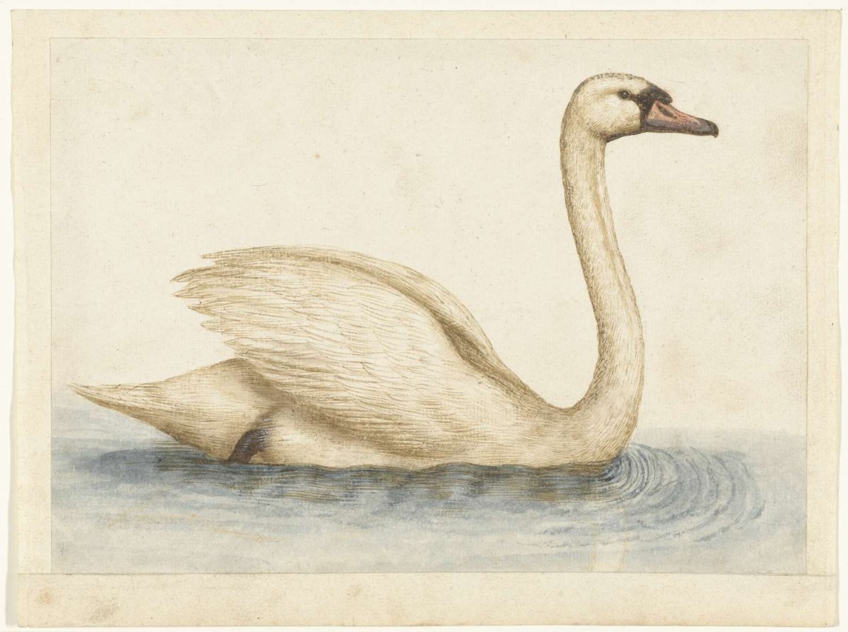 Knobbelzwaan, anonymous, 1560 - 1585