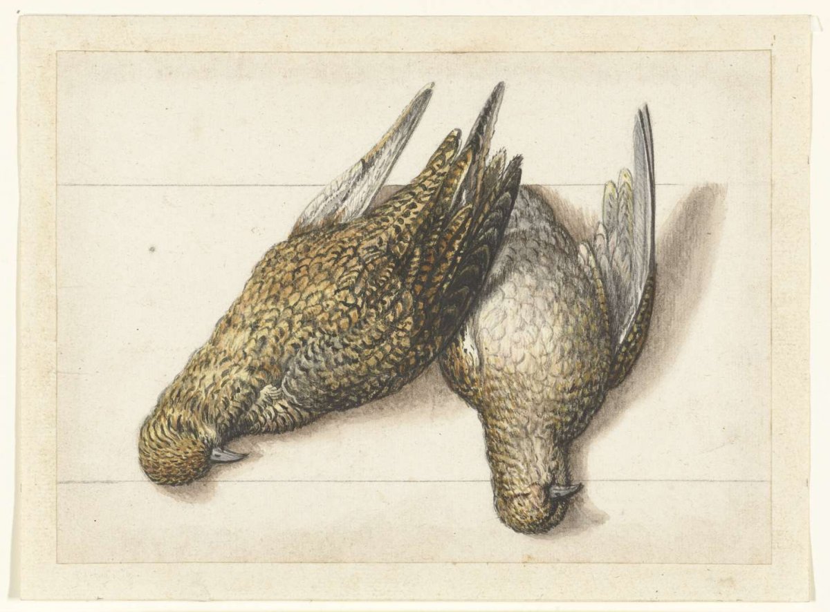 Goudplevier, anonymous, 1560 - 1585