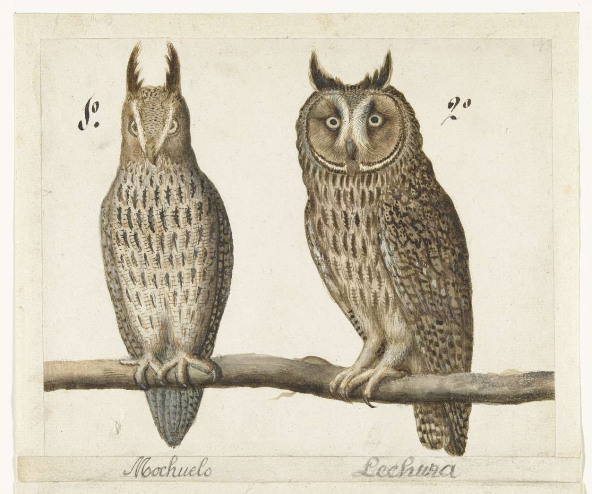 Dwarf owl and Long-eared owl, anonymous, 1560 - 1585