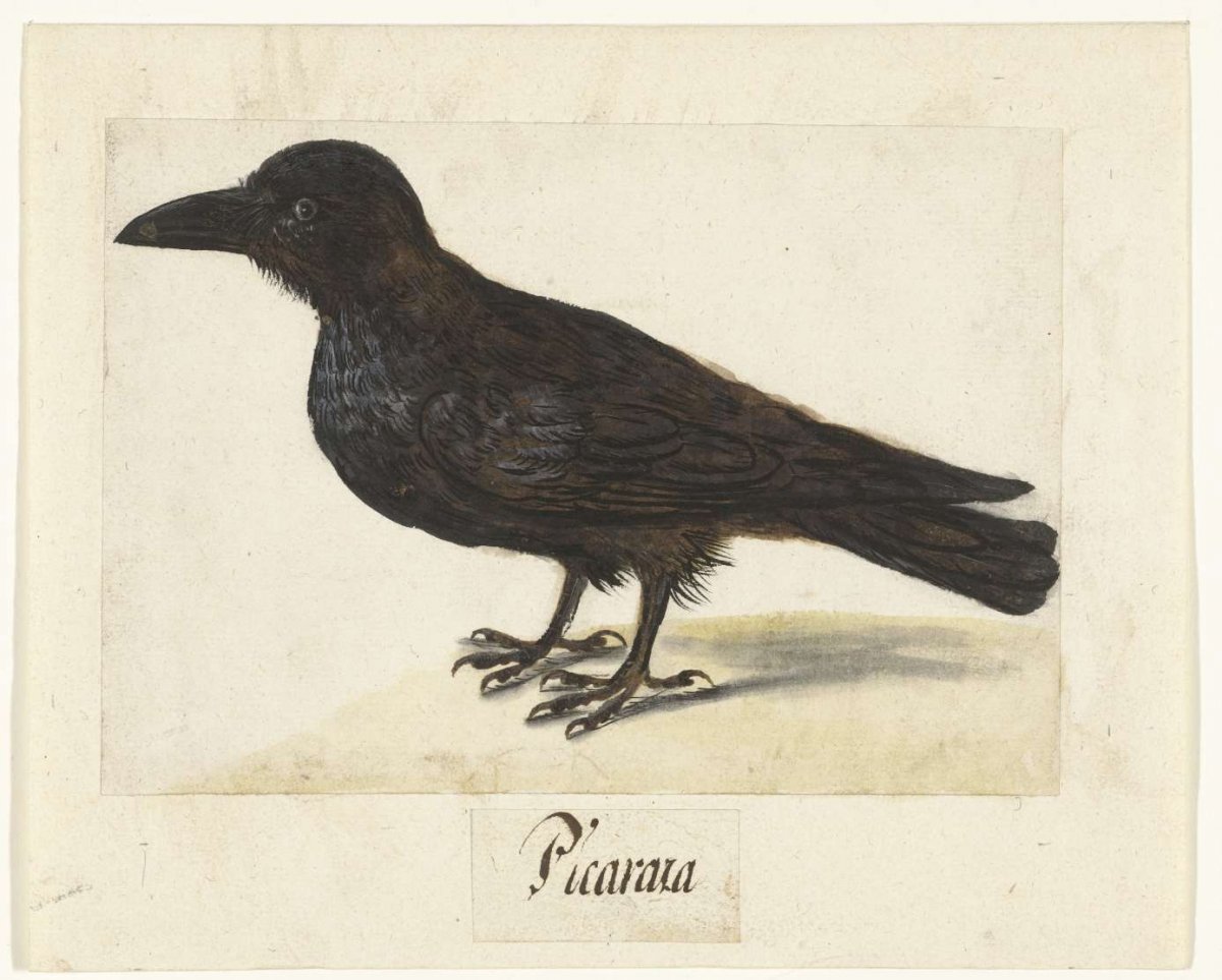 Zwarte kraai, anonymous, 1560 - 1585