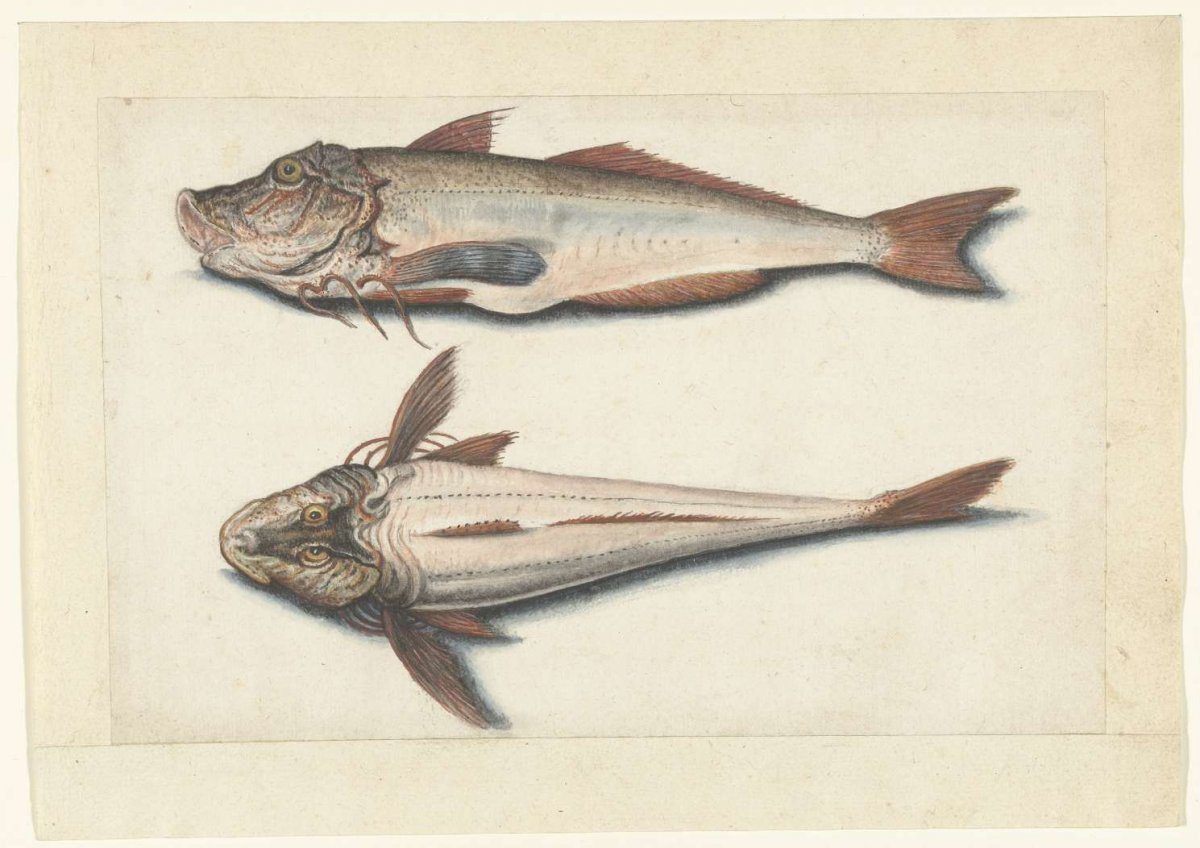 Rode poon, anonymous, 1560 - 1585