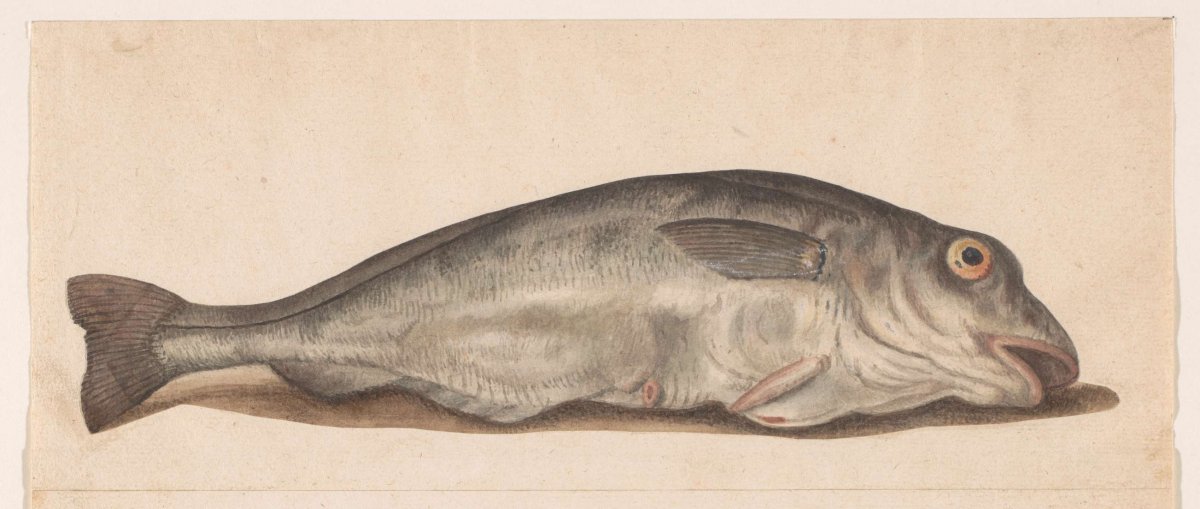 Schelvis, anonymous, 1560 - 1585