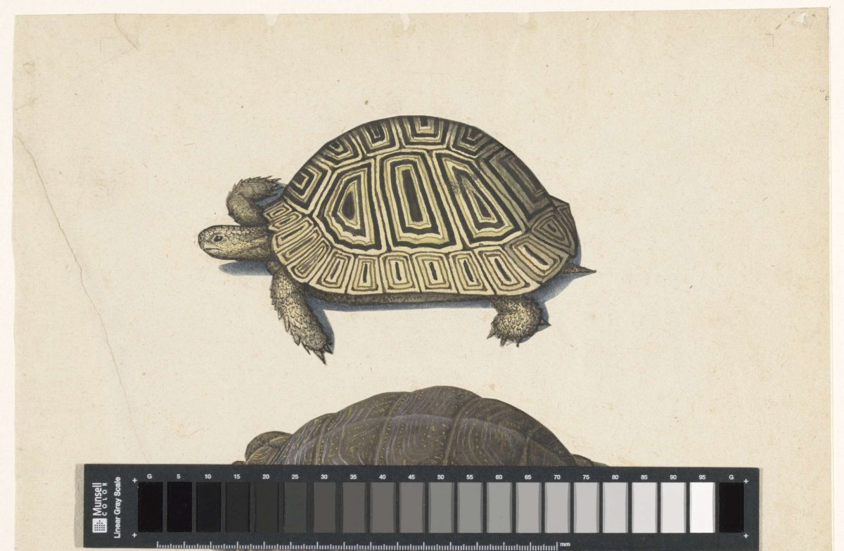 Landschildpad, anonymous, 1560 - 1585