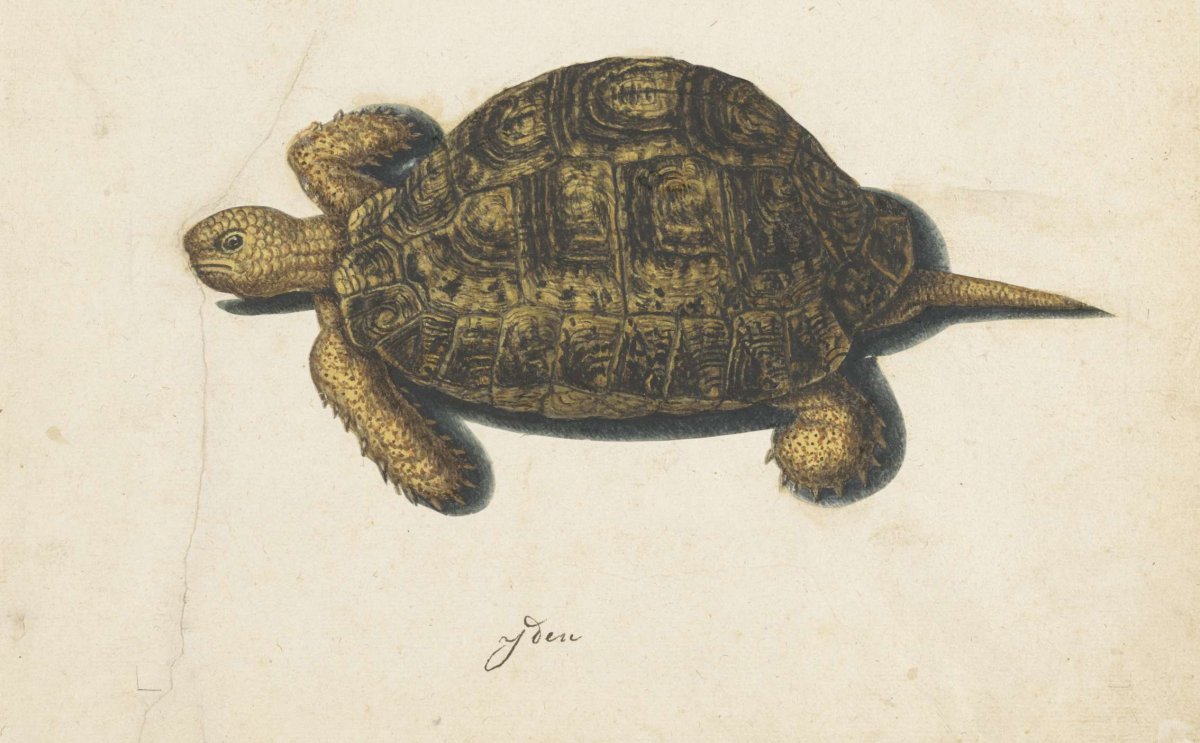 Moerasschildpad, anonymous, 1560 - 1585