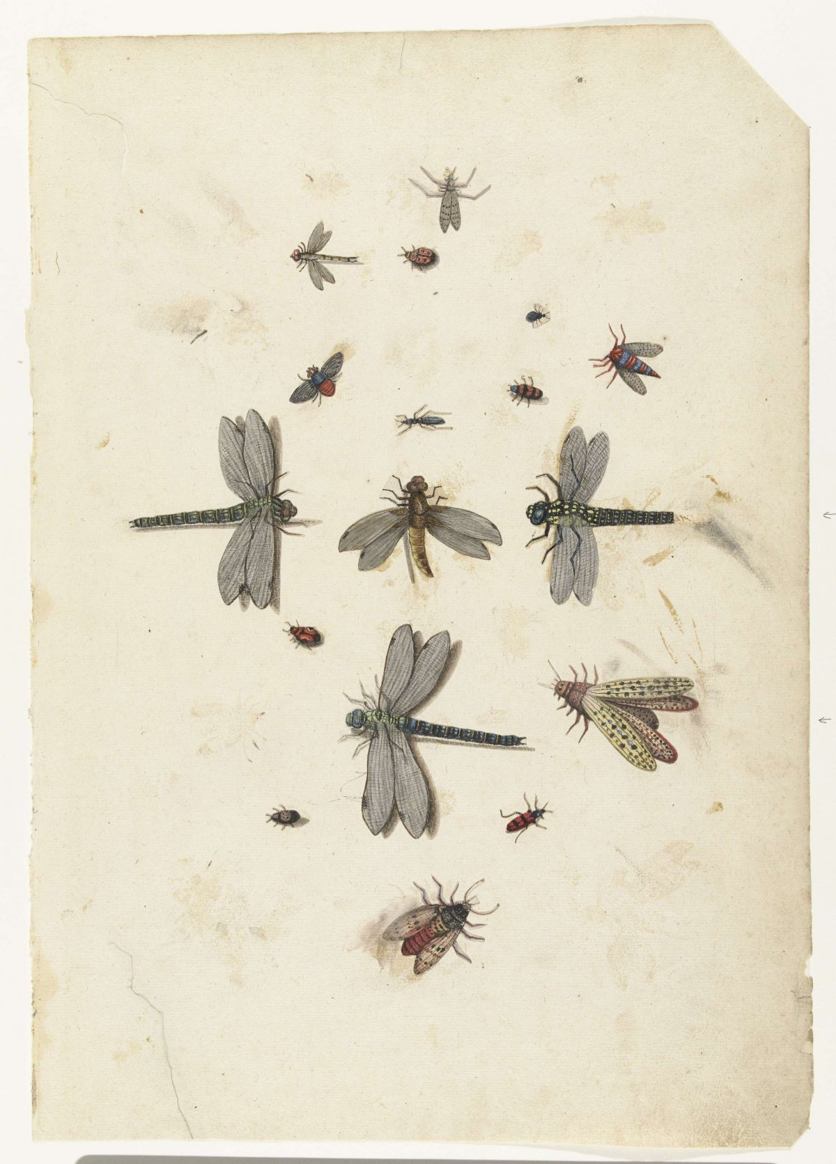 Dragonflies and flying Insects, Lambert Lombard, c. 1560