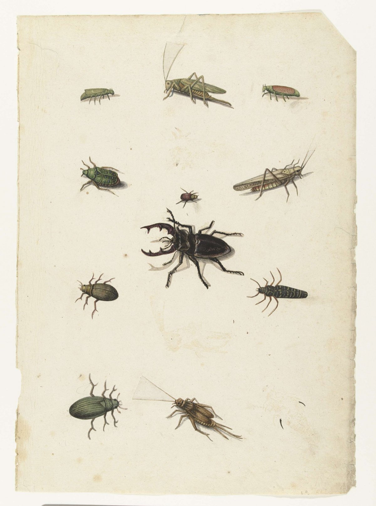 Flying deer, two grasshoppers and eight beetles, anonymous, 1560 - 1585