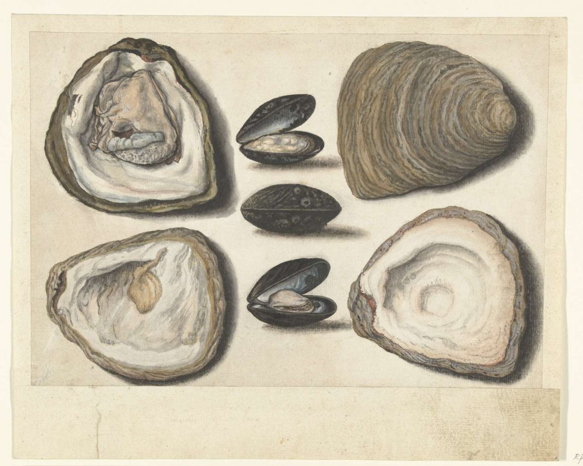 Oysters and mussels, anonymous, 1550 - 1570