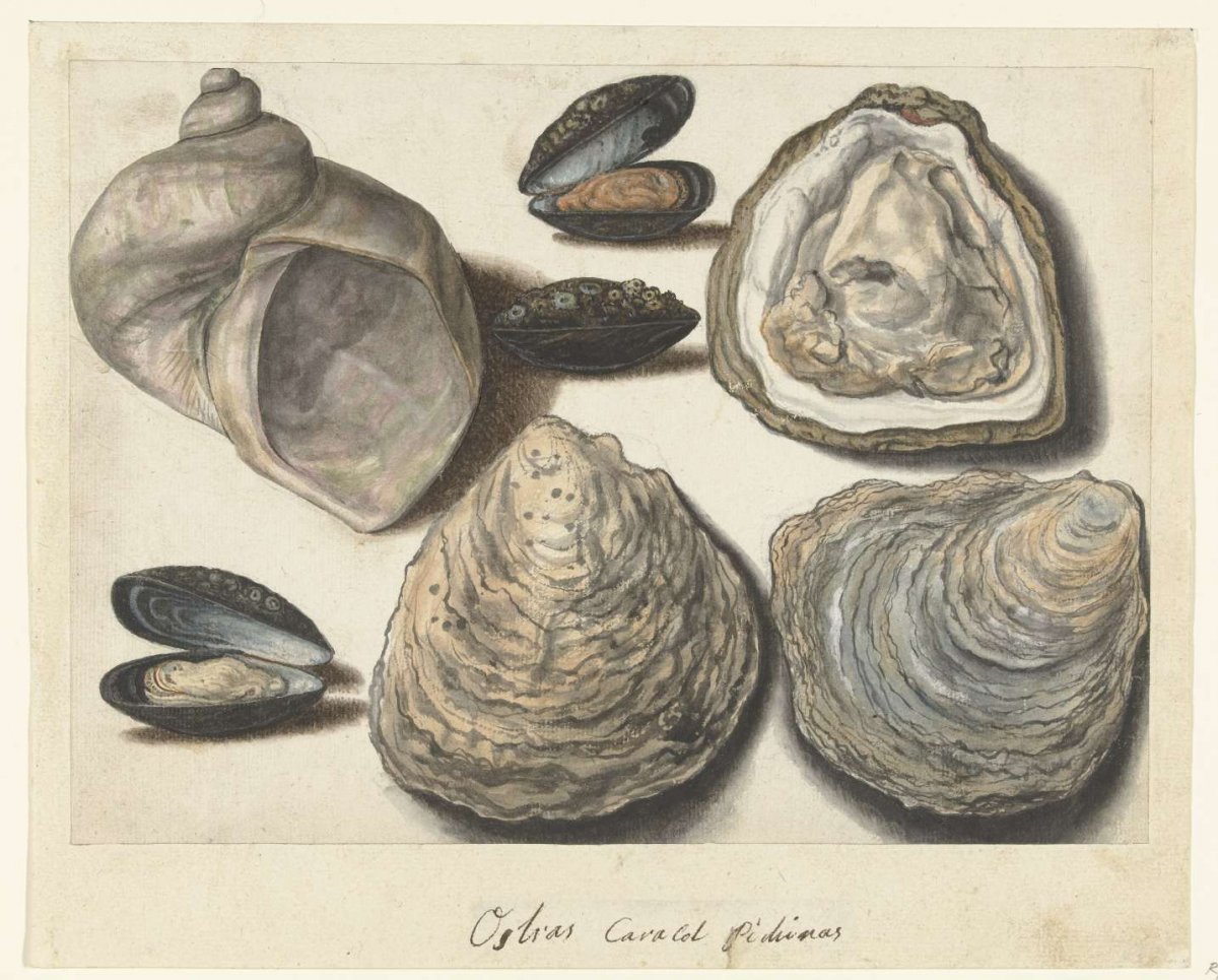 Oysters, Mussels and Moonhorn, anonymous, 1560 - 1585