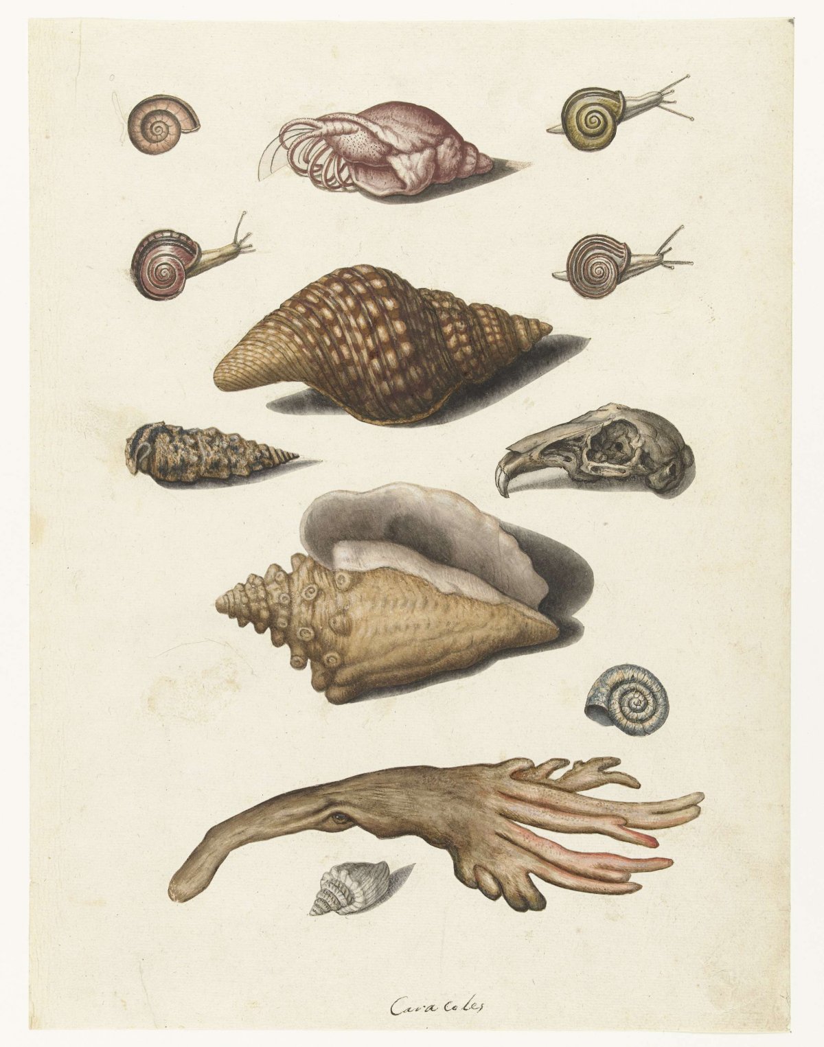 Shellfish, seaweed, snails and rabbit skulls, anonymous, 1560 - 1585