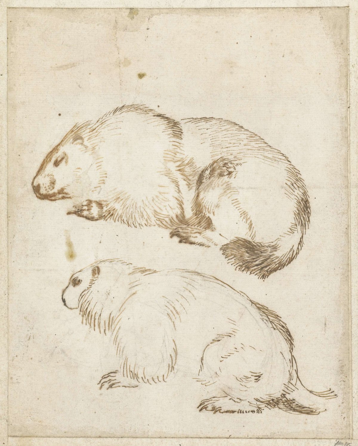 Two Studies of a Marmot, Sinibaldo Scorza, c. 1620