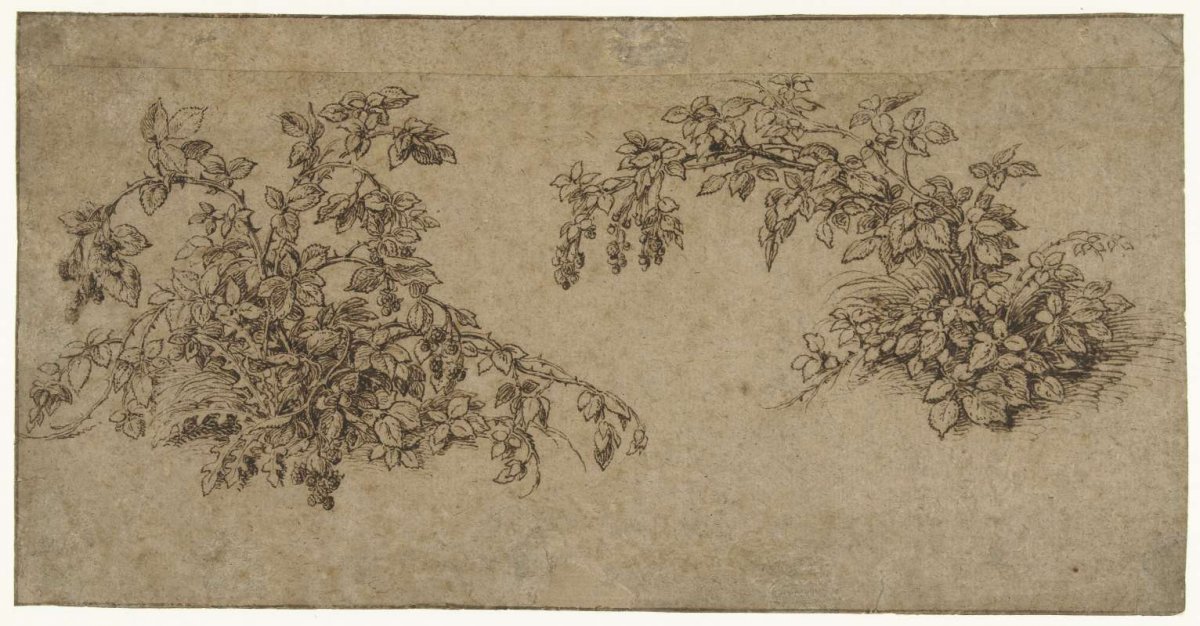 Two brambles, Jacques de Gheyn (II), 1575 - 1625
