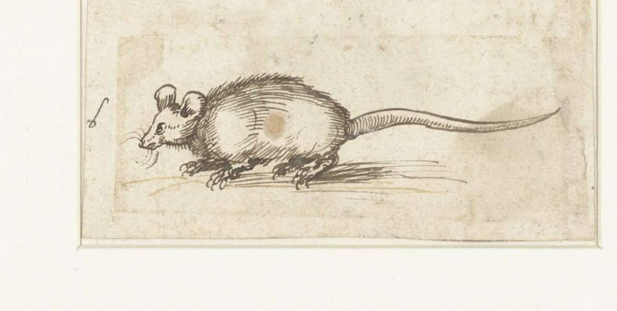 Muis, Albrecht Dürer, 1481 - 1528