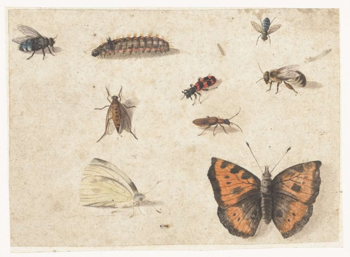 Sheet of Studies of Nine Insects, Jan van Kessel (I), c. 1653 - c. 1661