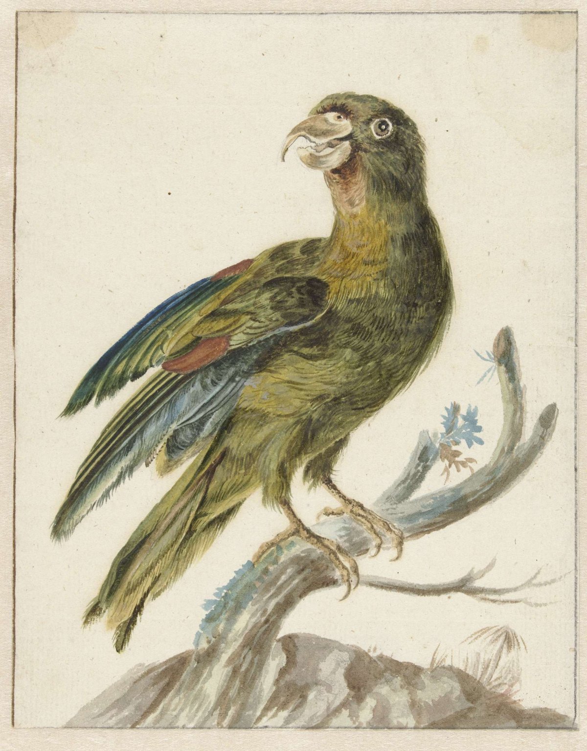 Parakeet, Jan Weenix, 1670 - 1719