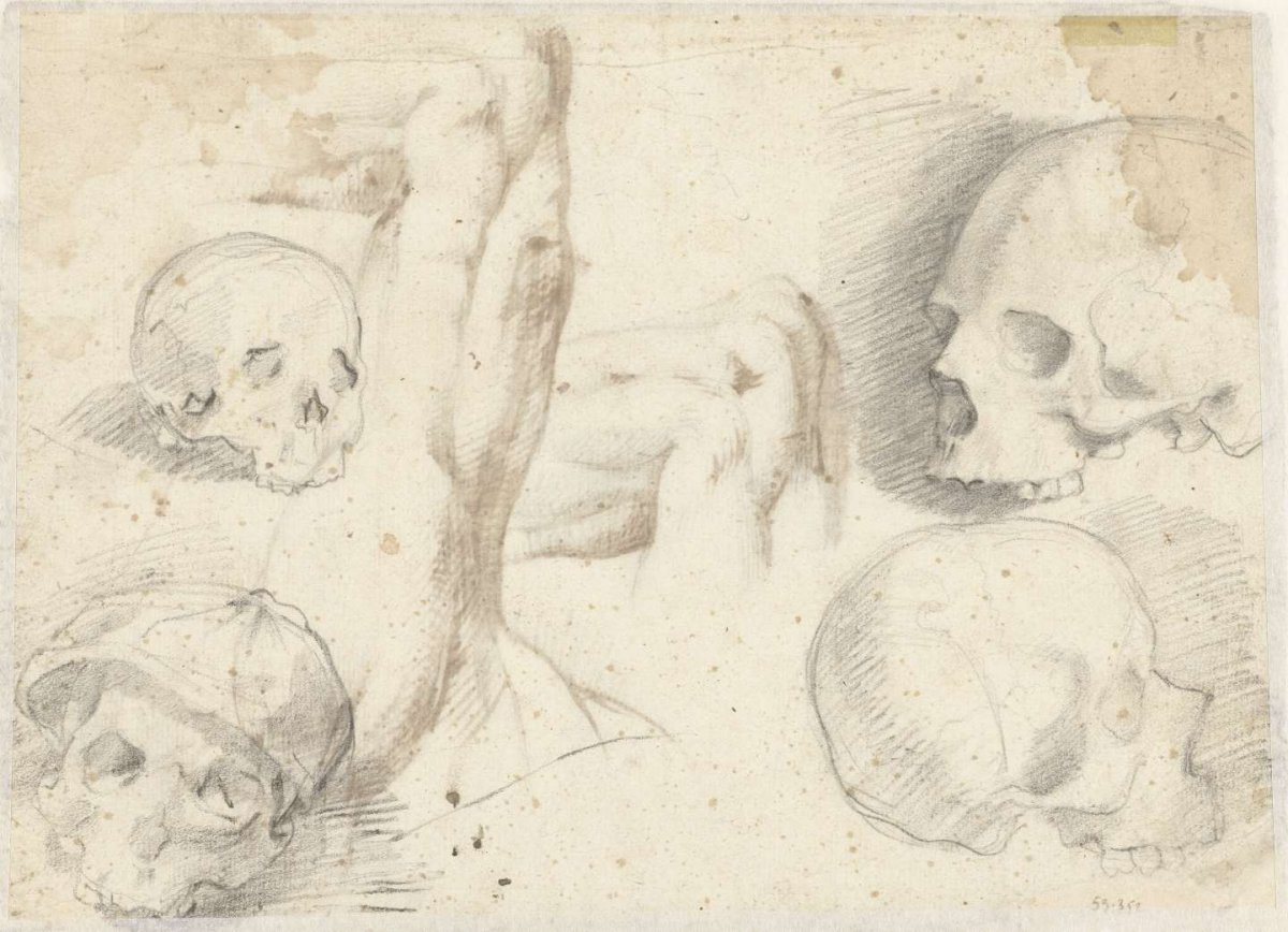 Four studies of a skull, Daniele da Volterra, 1519 - 1566