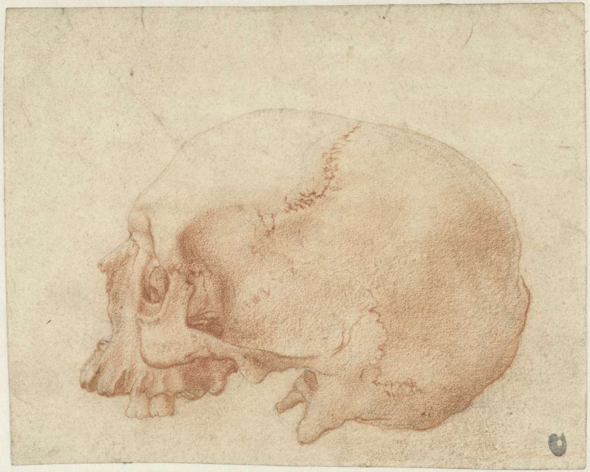 Study of a skull, Alessandro Allori, 1545 - 1572