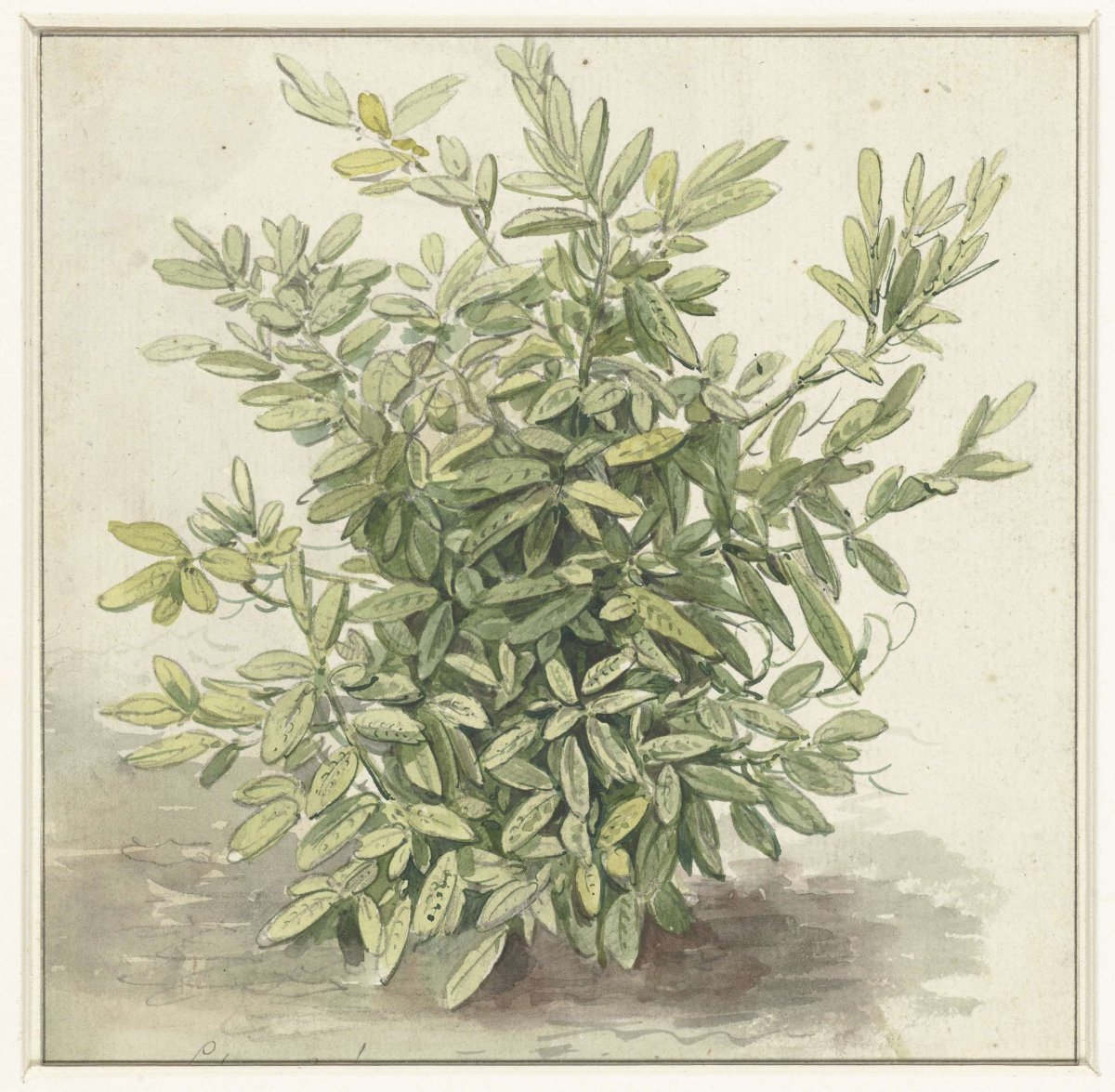 Study of a laurel bush, anonymous, 1700 - 1800