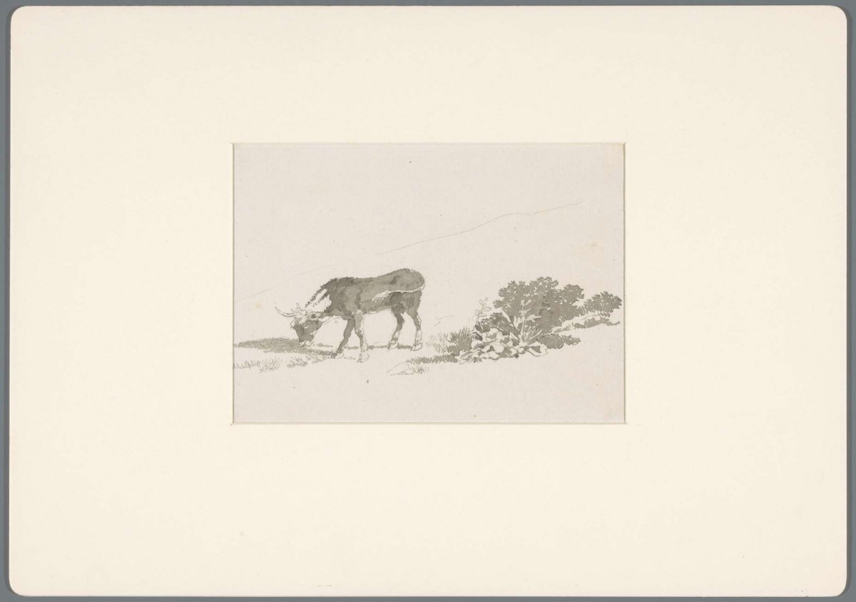 Grazing calf at plants, David Alphonse de Sandoz-Rollin, 1750 - 1809