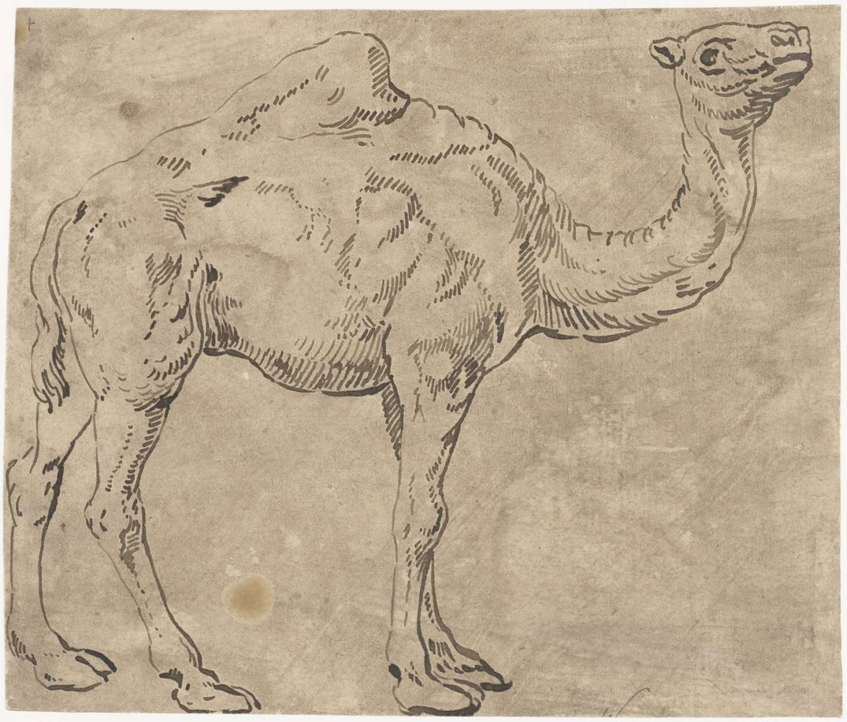 Dromedaris, anonymous, 1500 - 1600
