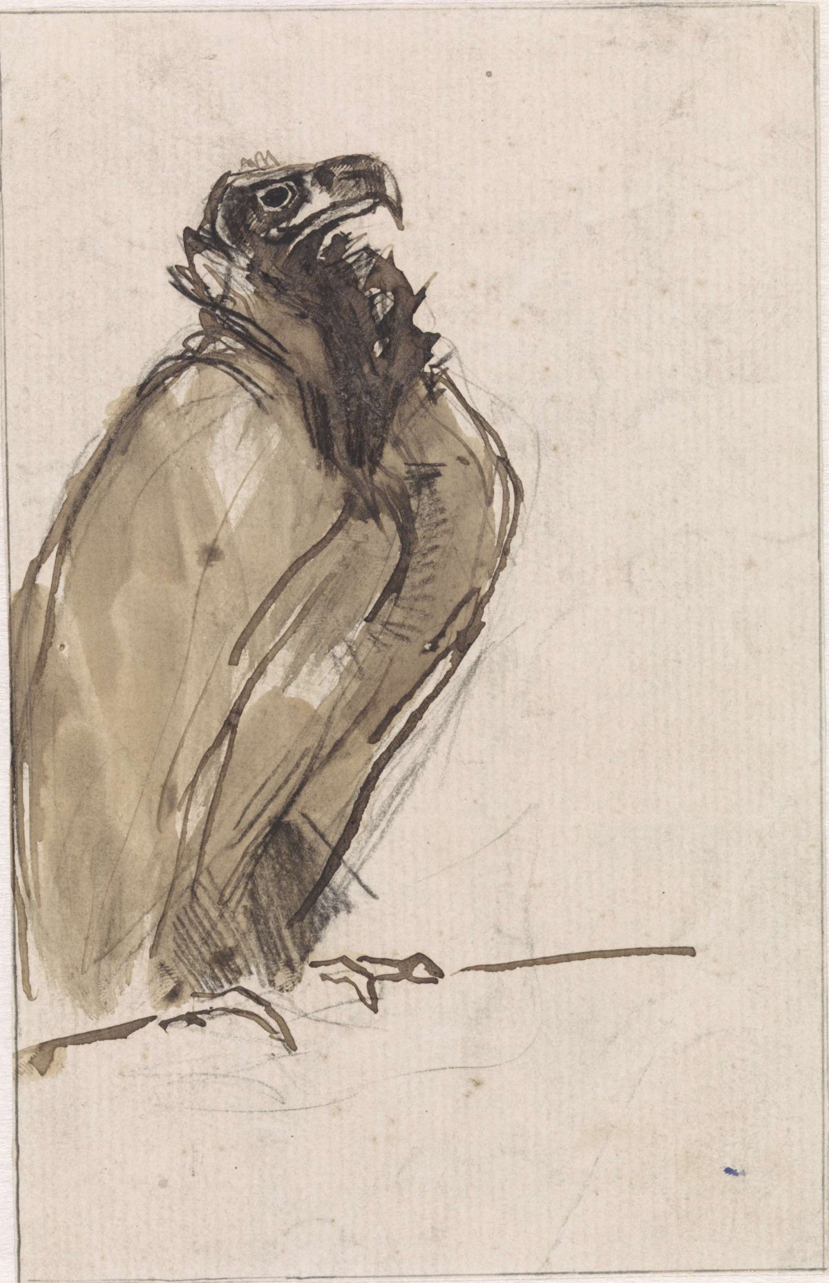 Vulture, sitting on a branch, Jan van Essen, 1864 - 1936