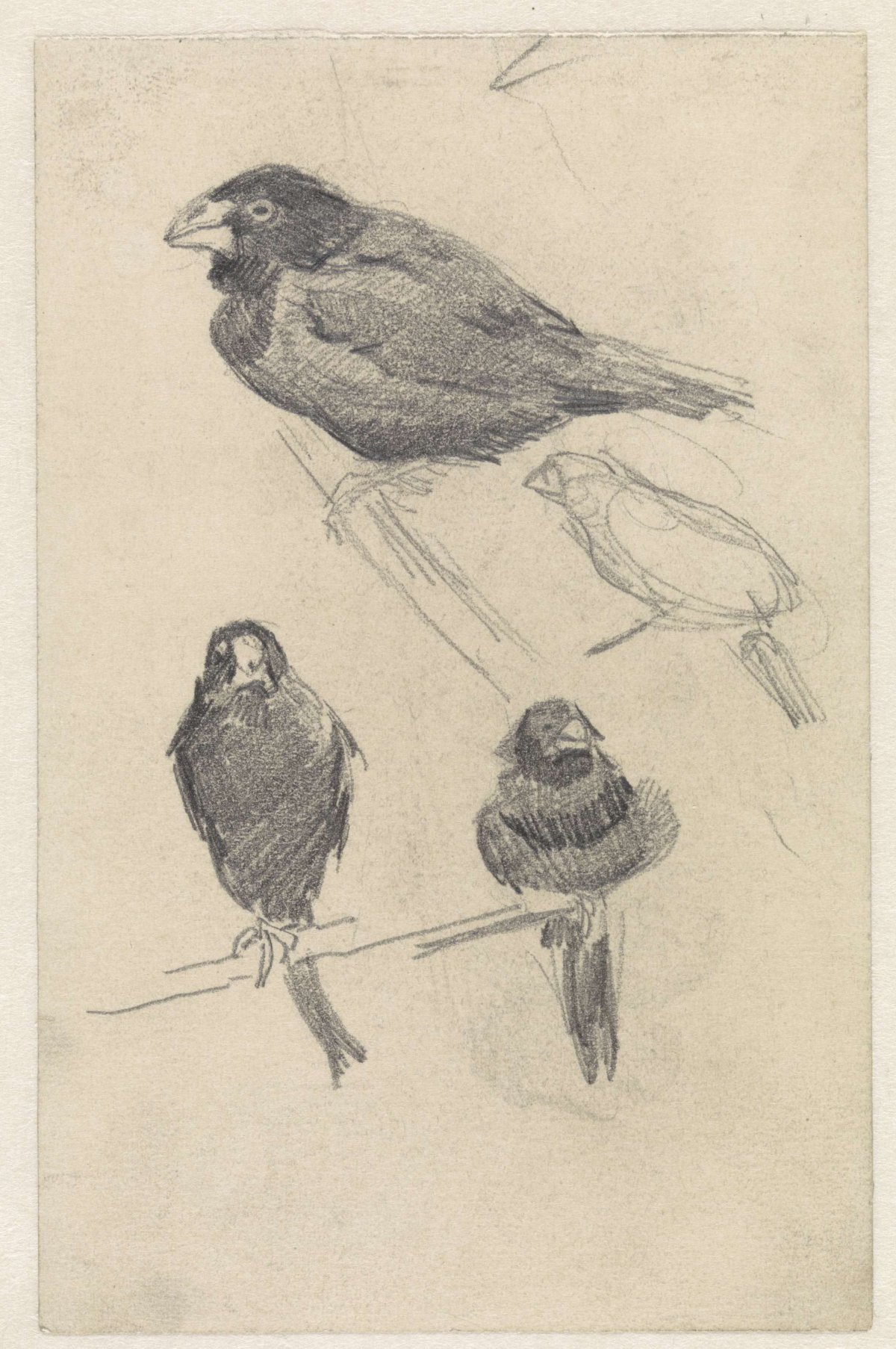 Study sheet with small birds, Jan van Essen, 1864 - 1936
